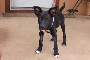 Picture of Winkie