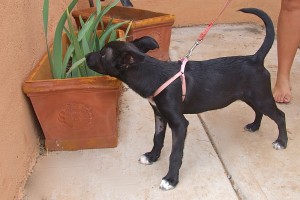 Picture of Winkie