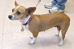 Picture of Abrega