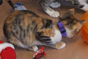 Picture of Annie
