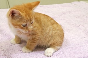 Picture of Atlas