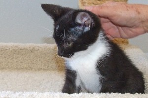 Picture of Bagel