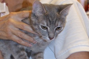 Picture of Bella Donna