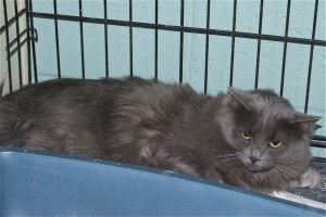 Picture of Bella Mia