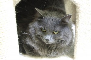Picture of Bella Mia