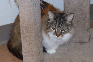 Picture of Bridget