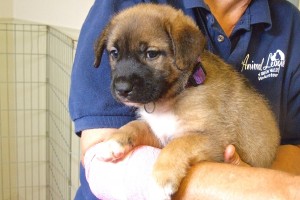 Picture of Buffy