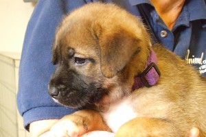Picture of Buffy