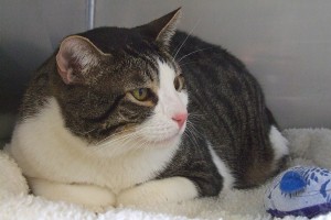 Picture of Bugger