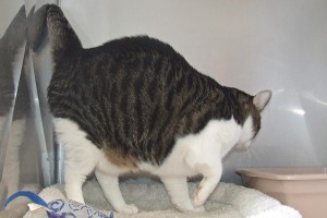 Picture of Bugger