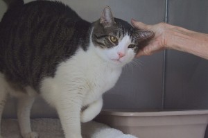 Picture of Bugger