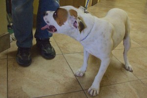 Picture of Buster Boy