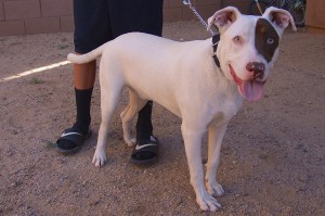 Picture of Cane