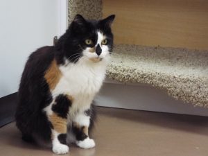 Picture of Chloe