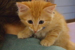 Picture of Copper
