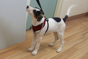 Picture of Curlie
