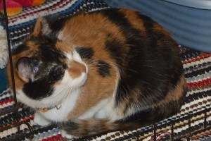 Picture of Daphne