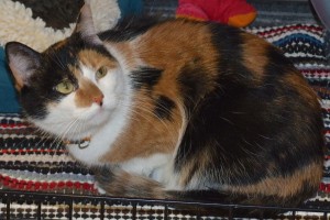 Picture of Daphne