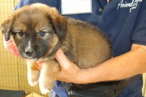 Picture of Hallie