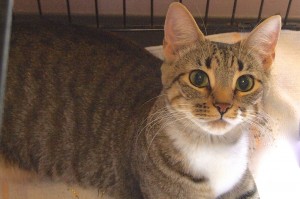 Picture of Kitty Kat
