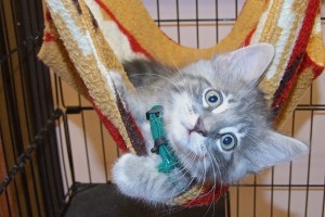 Picture of Little Smoky
