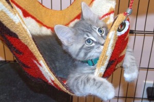 Picture of Little Smoky