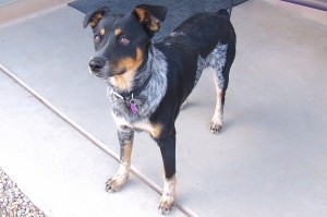 Picture of Lyla