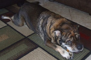 Picture of Maison