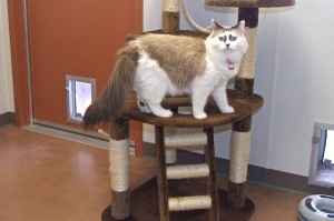 Picture of Minerva