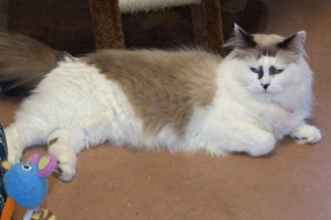 Picture of Minerva