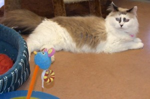 Picture of Minerva