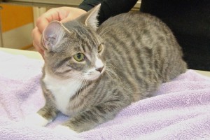 Picture of Muneco