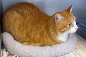 Picture of Oliver