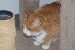 Picture of Oliver