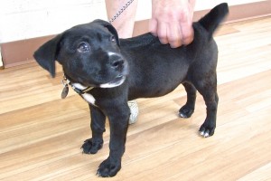 Picture of Onyx
