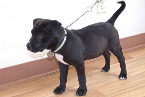 Picture of Onyx