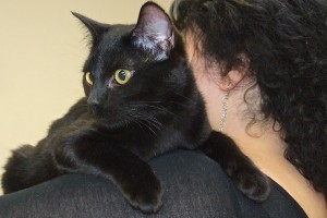 Picture of Pantero
