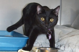 Picture of Pantero