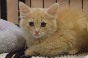 Picture of Periwinkle
