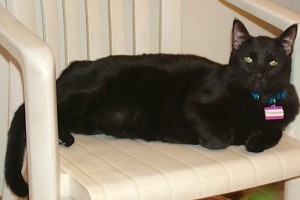 Picture of Phantom