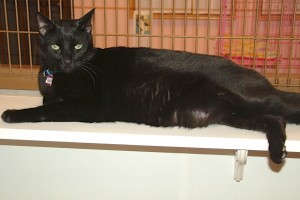 Picture of Phantom