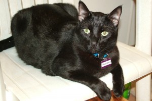 Picture of Phantom