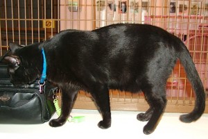 Picture of Phantom