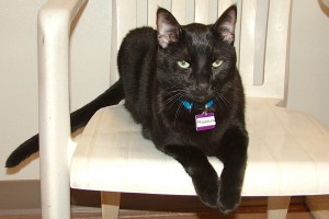 Picture of Phantom