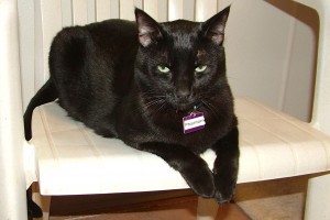 Picture of Phantom