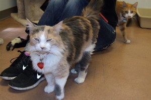 Picture of Prissy