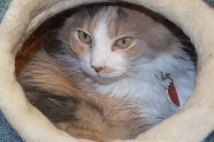 Picture of Prissy
