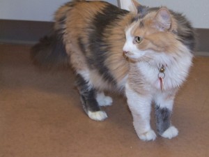 Picture of Prissy