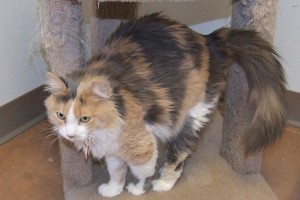 Picture of Prissy