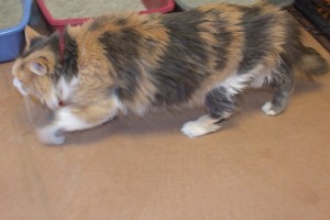Picture of Prissy